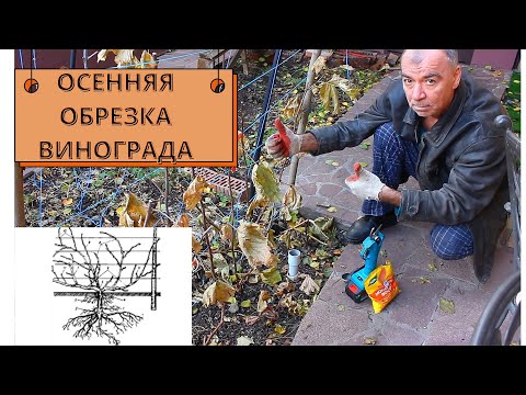 Видео: Секреты ухода за виноградом осенью, известные только опытным садоводам.