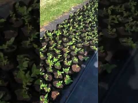 Видео: Жимолость- пересадка кустов со 100% приживаемостью в любую погоду! жара t+31