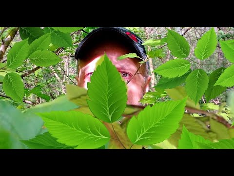 Видео: ВИДЕО ДЛЯ РАССЛАБОНА / ТИХИЙ ЛЕС / МЯСО НА КОСТРЕ