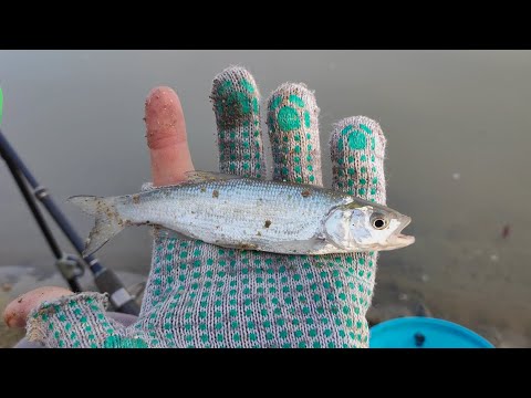 Видео: Рыбалка на реке Кубань — поймал краснокнижную рыбку!