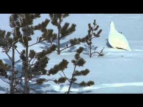 Видео: Куропатка. Один день на охоте