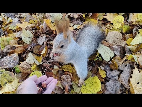 Видео: Сегодня белки не ели. Только прятали.