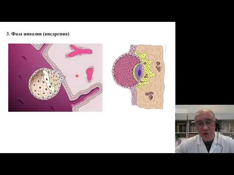 Видео: Гистология 8. Эмбриология человека