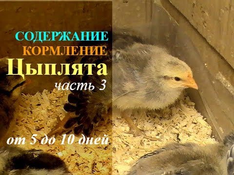 Видео: ЦЫПЛЯТА содержание и кормление в первые дни // часть 3