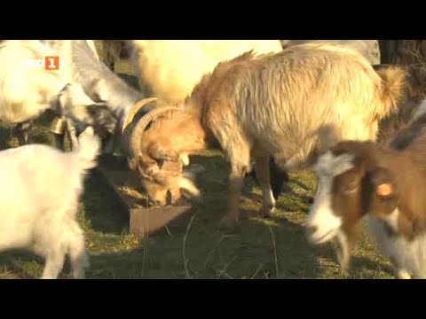 Видео: Бразди - 16.01.2021 по БНТ