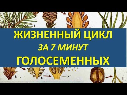 Видео: ЖИЗНЕННЫЙ ЦИКЛ ГОЛОСЕМЕННЫХ ЗА 7 МИНУТ (+ разбор заданий из ЕГЭ)