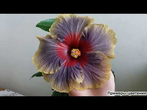 Видео: Пересадил ГИБИСКУС. Как УКОРЕНИТЬ. Правила пересадки, как размножить гибискус. Сорта гибискуса