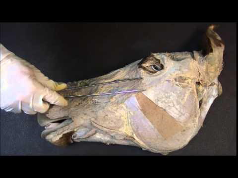 Видео: мышцы головы