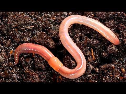 Видео: Почему черви — наши лучшие друзья. Уважаемые и презираемые животные