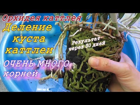 Видео: Орхидея каттлея. Деление и пересадка куста каттлеи. Много корней. Результат.