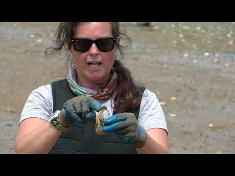 Видео: Учимся ловить моллюсков - Эпизод 2 | Мягкопанцирные моллюски или Стимах!