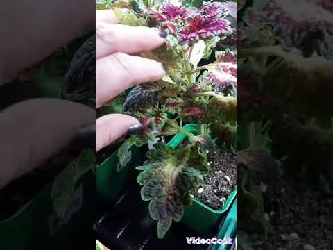 Видео: Обзор по излишкам черенка колеусов. Часть 1.
