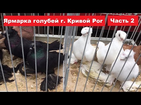 Видео: Ярмарка голубей г. Кривой Рог 26.10.2024. Часть 2