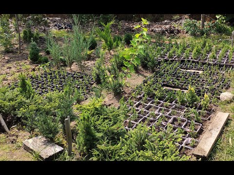 Видео: Черенкование ели. Часть 3. Перевалка. Для чего она нужна.