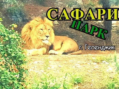 Видео: Сафари-парк в Геленджике. Цены на билеты. Отличный отдых для всей семьи.