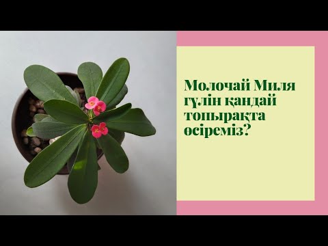 Видео: Молочай Миля гүлі. Молочай Миля гүлін қандай топырақта өсірудемін. Молочай Миля гүлін өсіру.