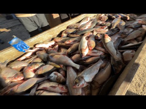 Видео: 12 ноября 2025 г. ТУРТКУЛЬ БАЛИК БОЗОР НАРХЛАРИ АРЗОНЧИЛИ