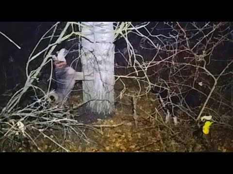 Видео: ДВЕ РАБОТЫ ПО КУНИЦЕ/ С ЛЕСА ПЕШКОМ НОЧЬЮ/ ЖУЖА ПОДВЕЛА ОСТАВИЛ В ЛЕСУ/