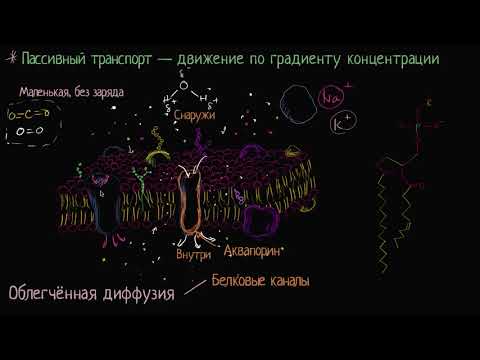 Видео: Облегчённая диффузия (видео 8) | Мембранный транспорт  | Биология