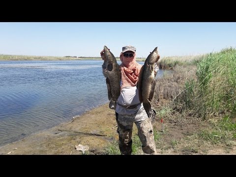 Видео: Вылазка по змееголову 6 августа, ловля на Corzza Snakehead