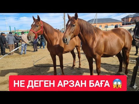 Видео: МАСҚАРА НЕ ДЕГЕН БАҒА, ТАЙ, ҚҰНАН, ДӨНЕН, БАЙТАЛ, БАҒАЛАРЫ.