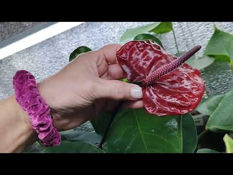 Видео: 🌱Цветение Неро и Текилла. Редкие сорта антуриума 🌱