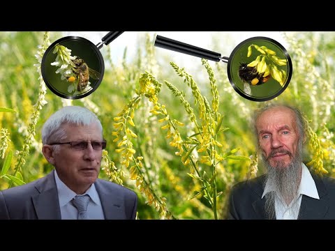 Видео: ДОННИК: рассказ д-ра с.-х. наук Савина А.П.