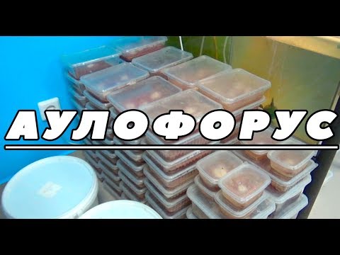 Видео: Аулофорус. Информация от специалиста.
