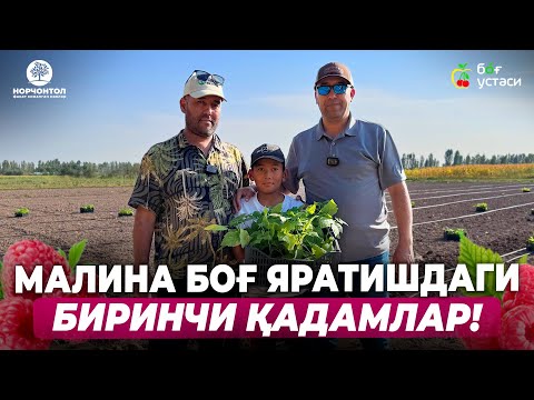 Видео: МАЛИНА ЕТИШТИРИШ ВА ТЕЗ ҲОСИЛГА КИРИШ! | REZAVOR #malina #xonadon #uzbekistan #garden #blueberry