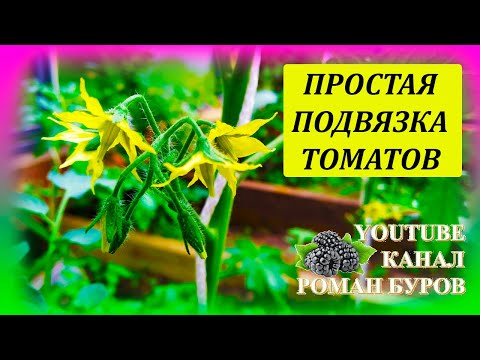 Видео: Очень простой способ подвязки высокорослых томатов в теплице. Как подвязать томаты к шпалере.