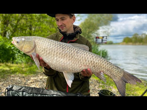 Видео: ЛОВЛЯ ЧЕРНОГО И БЕЛОГО АМУРА ВЕСНОЙ 2023 . НА ЧТО ЛОВИТЬ АМУРА РАННЕЙ ВЕСНОЙ. Золотой берег