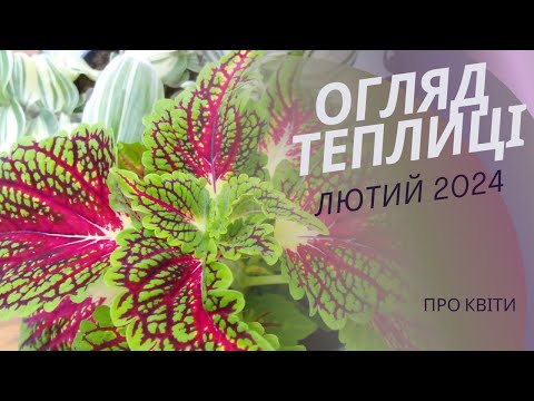 Видео: Огляд теплиці. Пеларгонія і примула в наявності. Відповіді на ваші запитання.