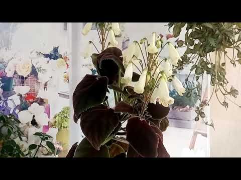 Видео: Цветущее богатство. 😄😄😄💐