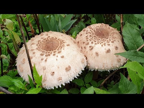 Видео: ЦЕЛЫЕ ПОЛЯ ГРИБОВ ЗОНТИКОВ ! Маслята , белые грибы и гриб баран ! Грибы 2019 ! 4K