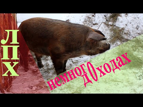 Видео: лпх как источник основного дохода в свиноводстве.
