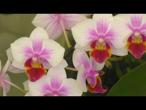 Видео: УДАЧНАЯ РЕАНИМАЦИЯ ОРХИДЕИ С СУХИМИ КОРНЯМИ. Обработка от КРАСНОГО КЛЕЩА. ПЕРЕСАДКА В КЕРАМЗИТ