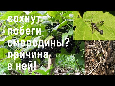 Видео: СОХНУТ побеги на смородине! Цикл жизни СТЕКЛЯННИЦЫ и методы борьбы с ней!