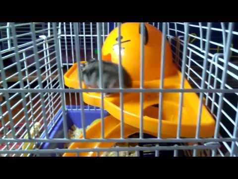 Видео: Сказка про джунгарских хомяков. "Тяжелая жизнь Попрыгунчика".