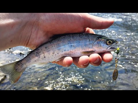 Видео: Ловля пеструшки в Приморье.Открытие сезона жидкой воды.