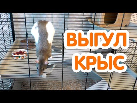 Видео: Можно ли выгуливать крыс? Выгул крыс по квартире и на улице. Крыса гуляет.