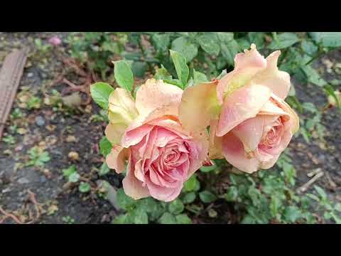 Видео: Кого жаба давить ? Чим вилікувала троянди ?///Білизна це СИЛА !///