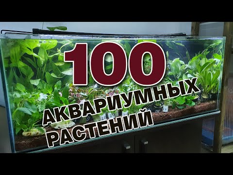 Видео: Распаковка 100 аквариумных растений