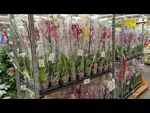 Видео: Два стеллажа орхидей по 980₽ в хорошем качестве (Лемана про Тюмень)