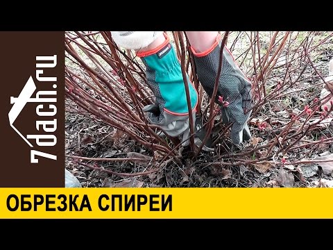 Видео: Обрезка спирей - 7 дач