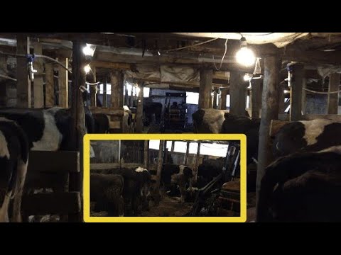 Видео: 20 коров! 100 тысяч в месяц!