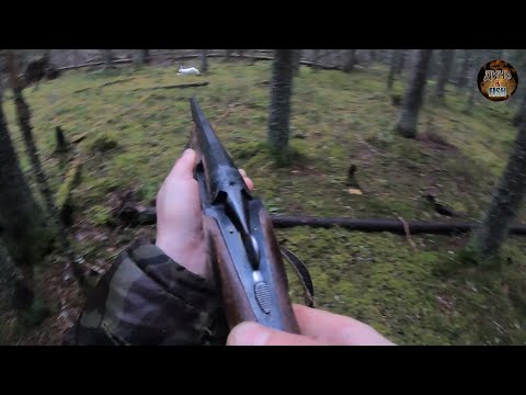 Видео: Лучшая охота на зайца с гончими в этом сезоне