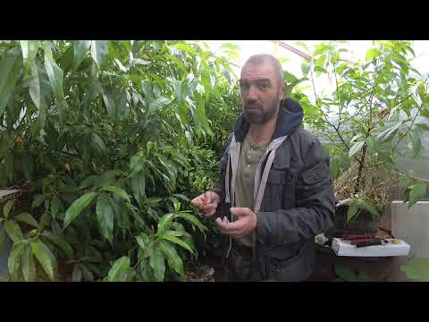 Видео: Гранат зацвел, растения на выбывание из теплицы