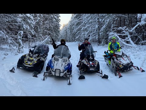 Видео: Большая снежная кошка-снегоход Irbis tungus.