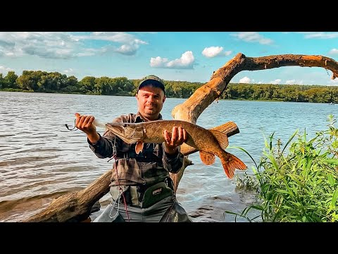 Видео: 10 ЧАСОВ на 1 ТОЧКЕ . Ловля Щуки На Оке в Августе. Спиннинг в Подмосковье.