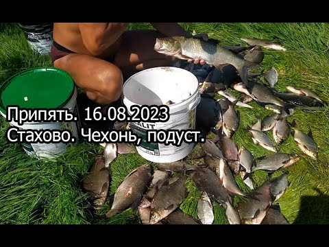 Видео: Припять. Стахово. 16.08.2023 , чехонь, подуст.